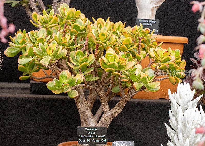 英国伦敦，Crassula Ovata的“Hummel的日落”